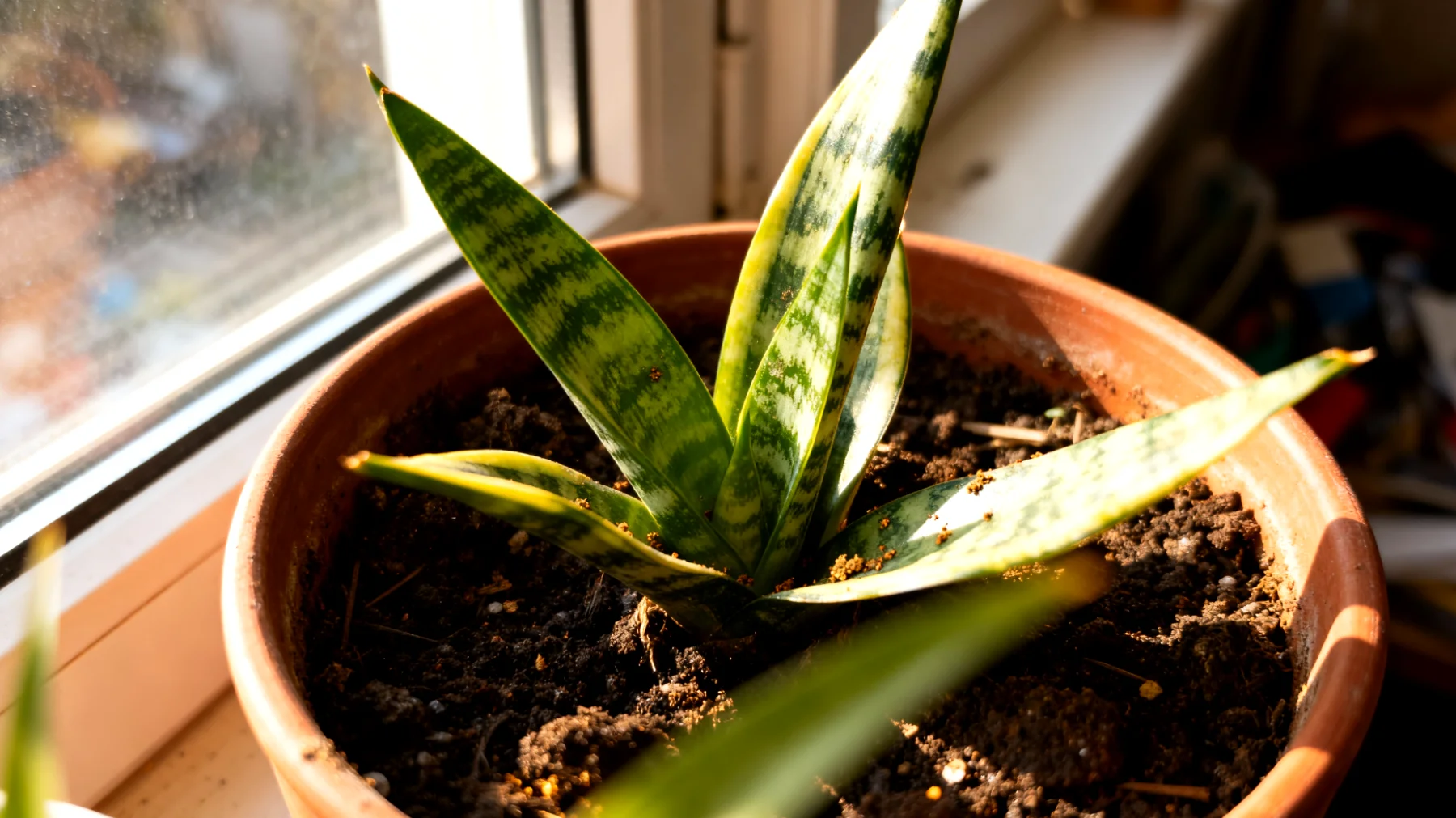 Sansevieria"